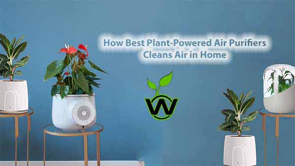 How Best Plant-Powered Air Purifiers Cleans Air