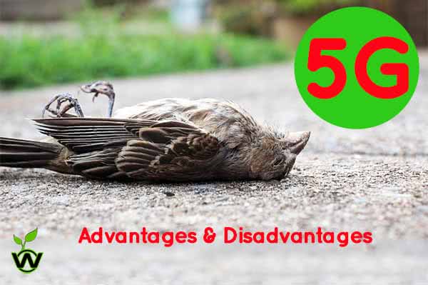 Advantages and Disadvantages of 5G : Towers over the deadbodies of birds