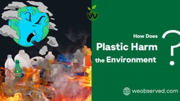 How Does Plastic Harm the Environment?